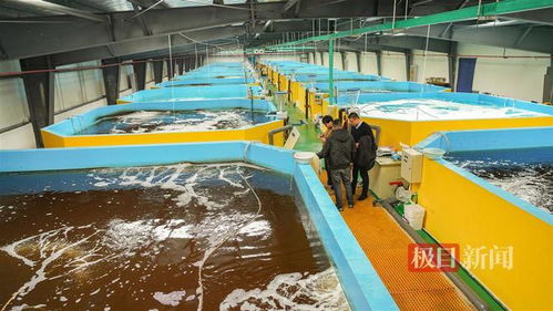 武漢內陸研發海水養殖技術，2毫米對蝦苗兩月游上市民餐桌